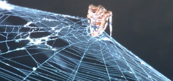 History, Mystery and Chemistry Facts of a Spider