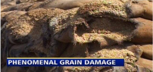 We better let food grains rot than distribute it to poor for free!