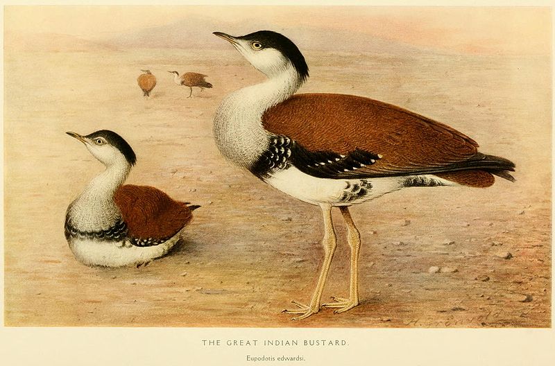 Four Most Critically Endangered Species of India