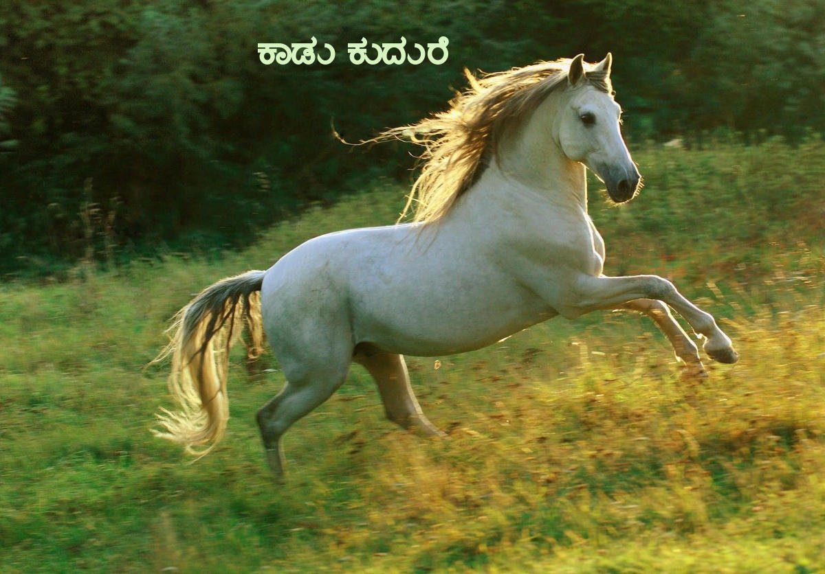 Kaadu Kudure Odi Bandittha – Kaadu Kudure – Piano Notations